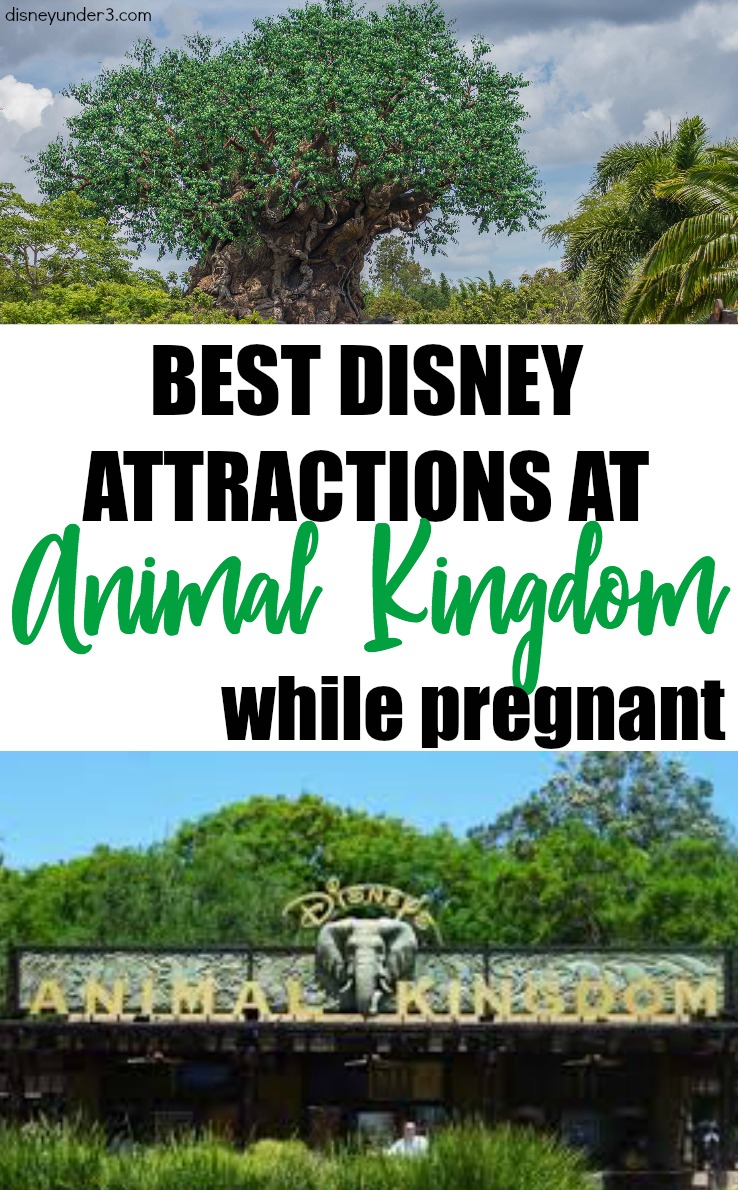 Best Disney Attractions at Animal Kingdom While Pregnant - During Pregnancy - by disneyunder3.com